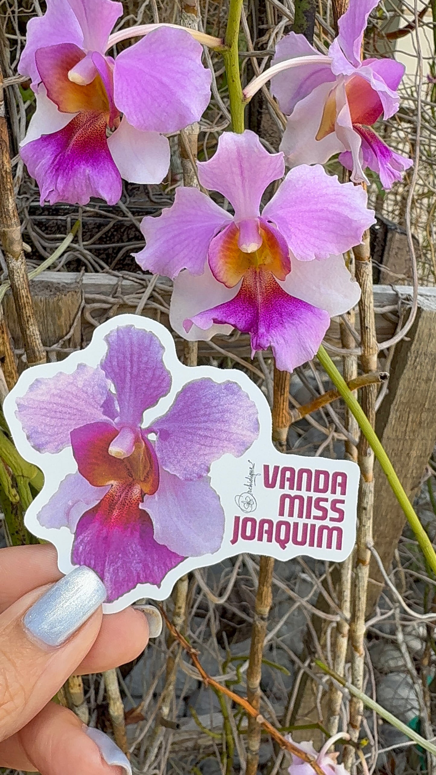Miss Joaquim Sticker