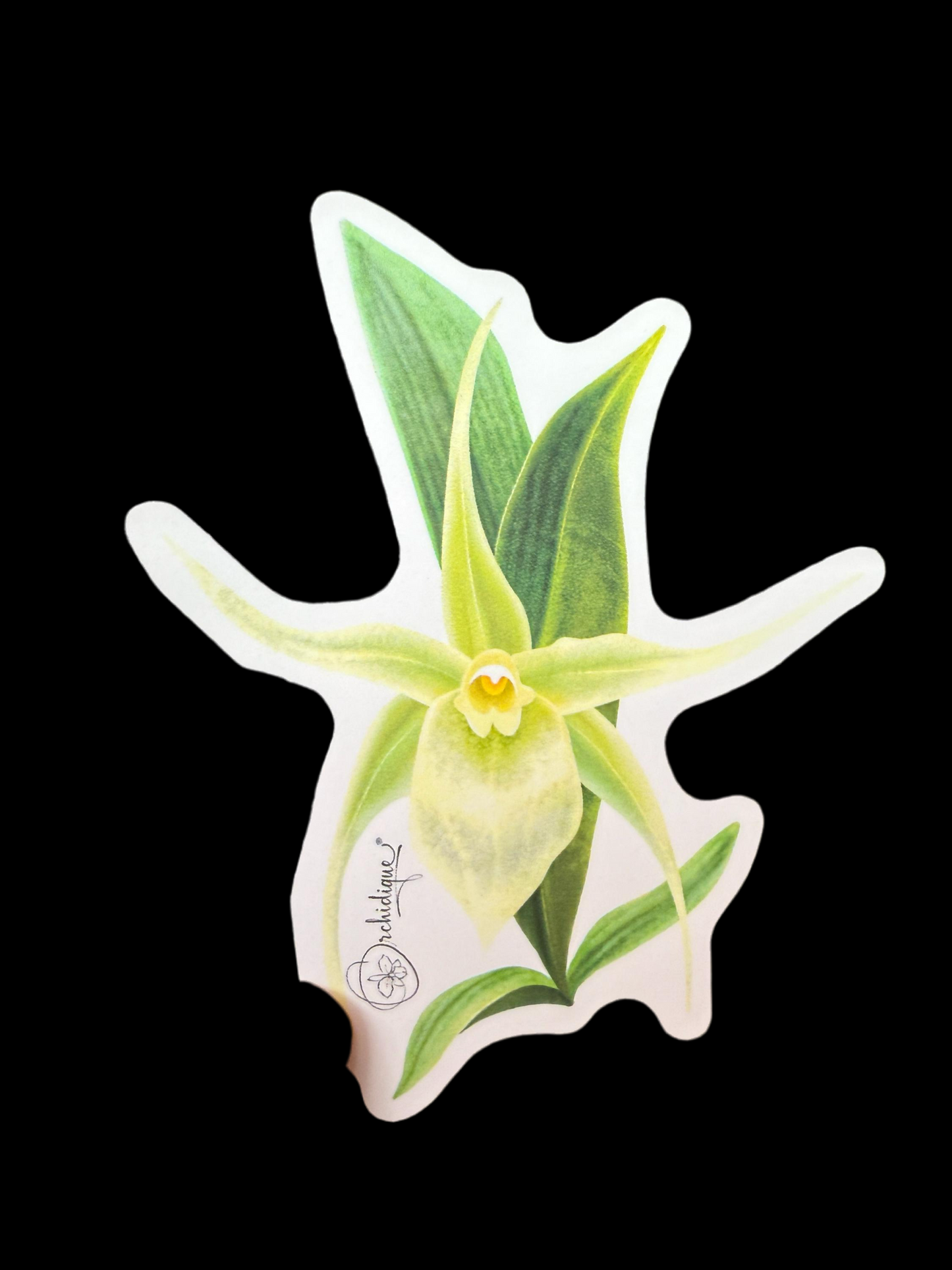 Angraecum Orchid Sticker