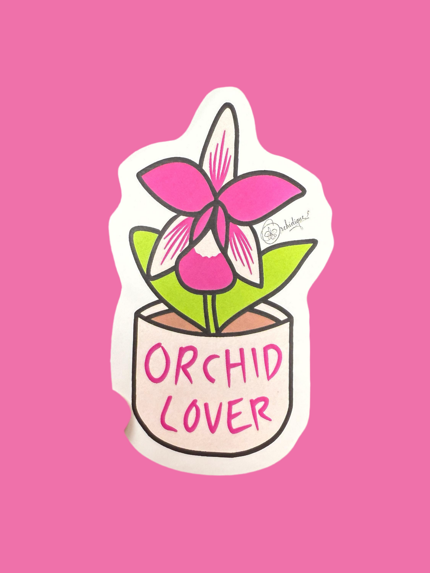 Orchid Mama Lover Pack • Dendrobium thyrsiflorum • Dendrophylax lindenii • Purple& Pink Vandas • Cattleya Violecea • Orchid Lover Gift