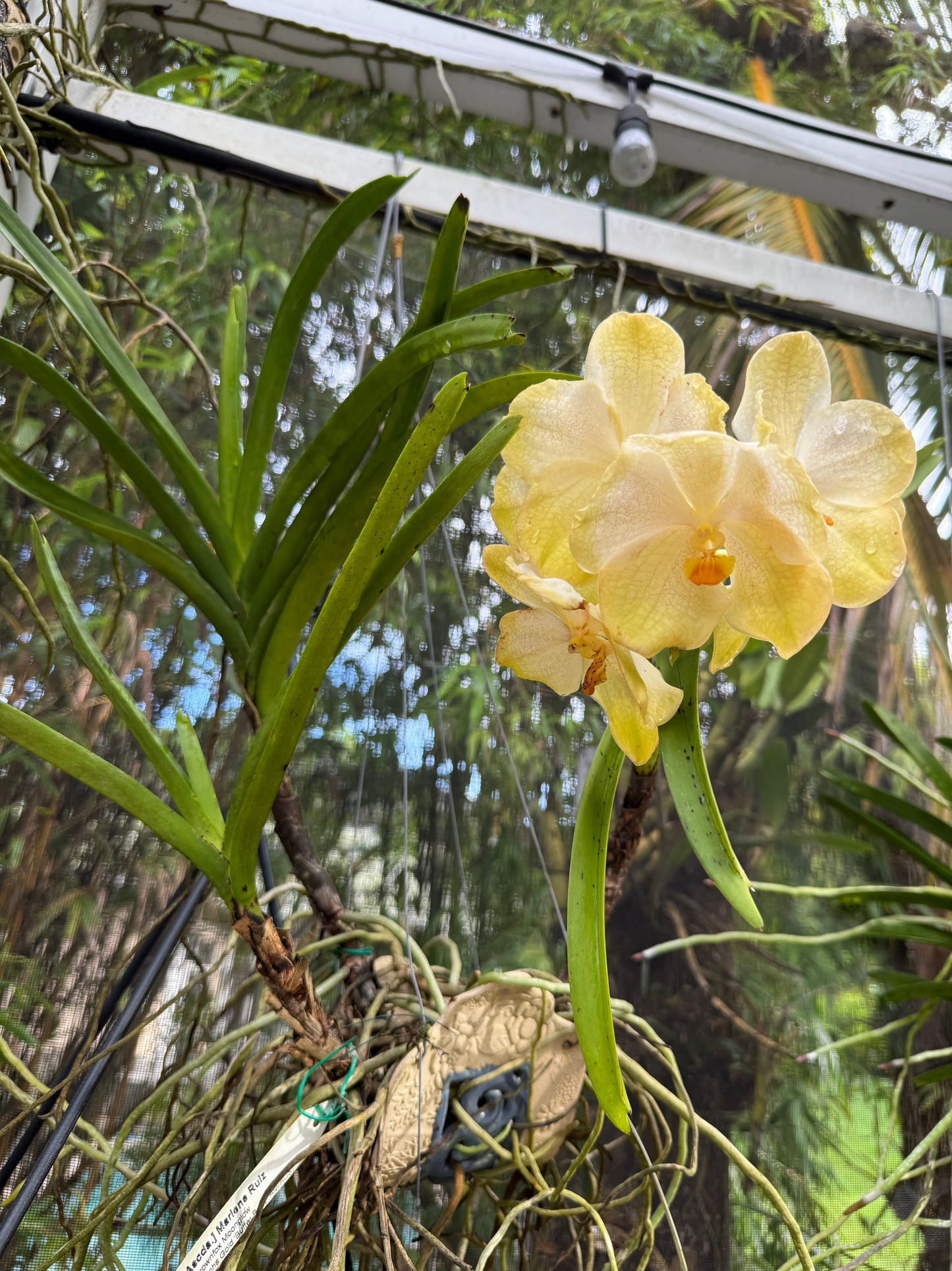 Vanda Marly Sticker