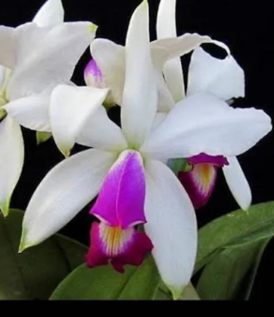 The Violecea Collection: Purple Orchid Jewelry Set