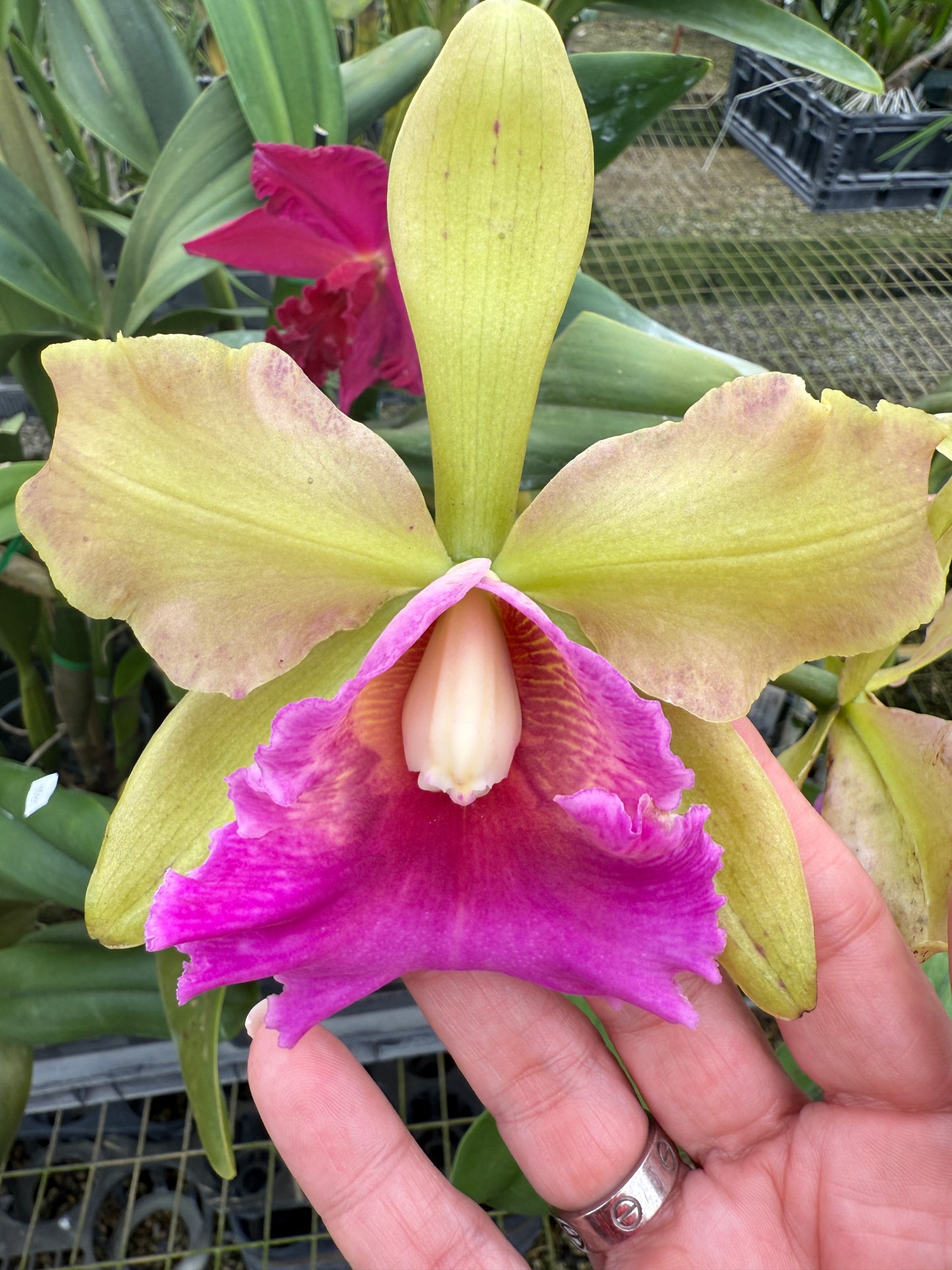 Orchid are my Zen -Blonde or Brunette Sticker
