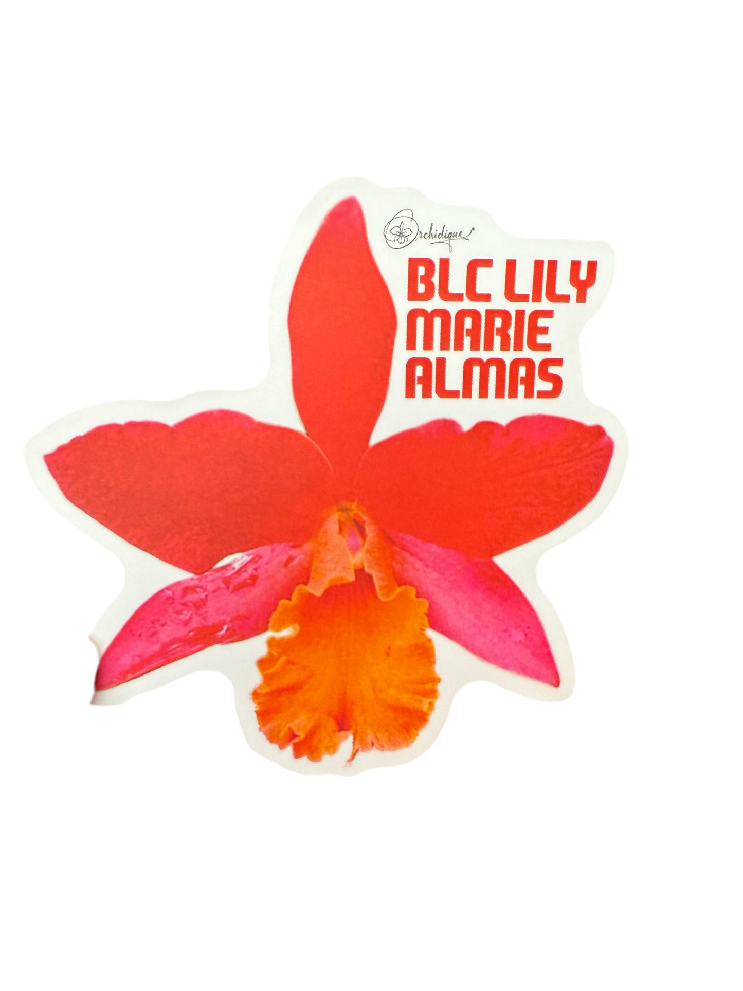 Brassolaeliacattleya • Blc Lily Marie Almas 2 Sticker