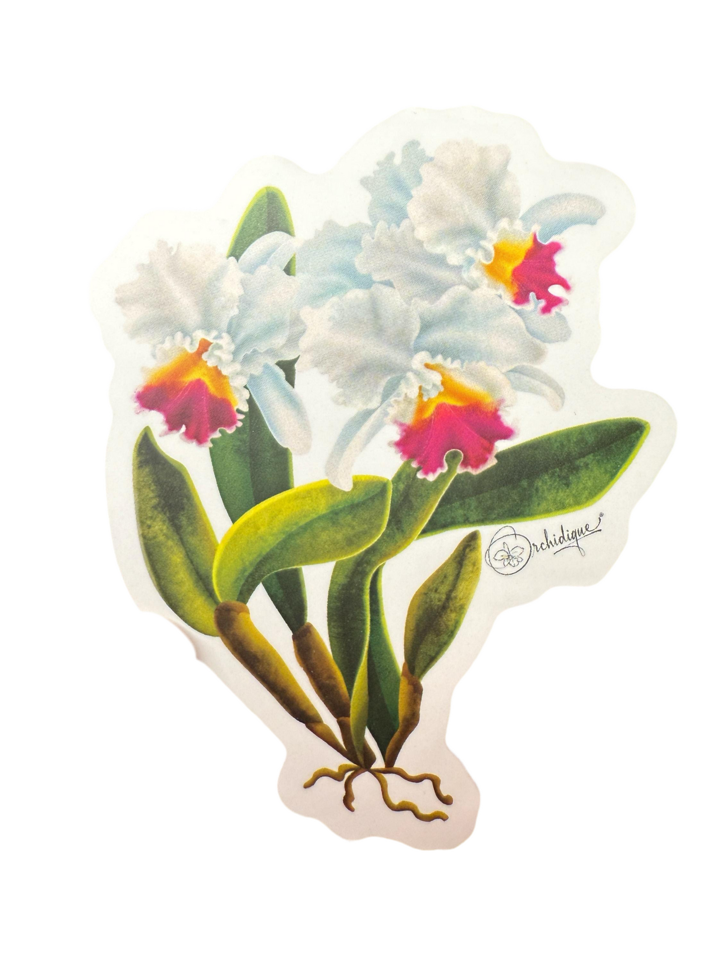 Cattleya Blooms Sticker
