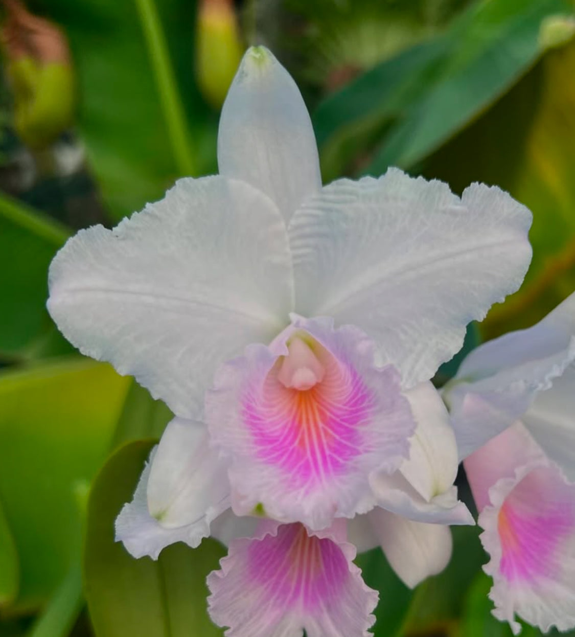 Whimsical Collection: White and Pink Cattleya Orchid Earrings - Orchidique