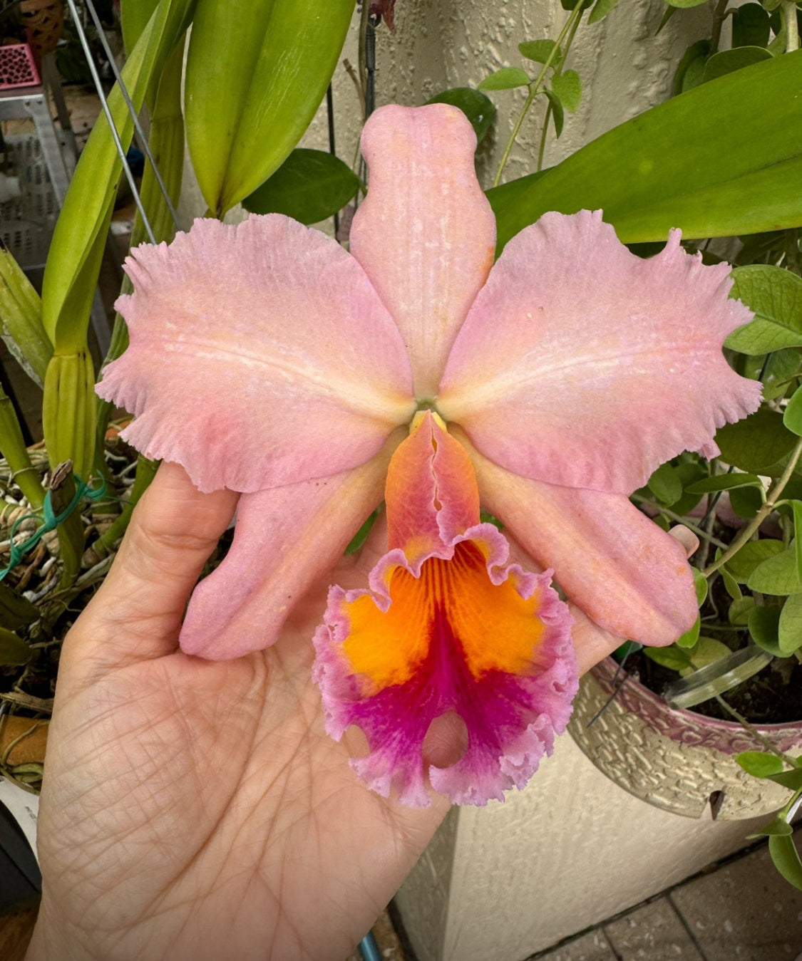 Drama Collection: Cattleya Dowiana inspired Orchid Two Tone Brooch - Orchidique