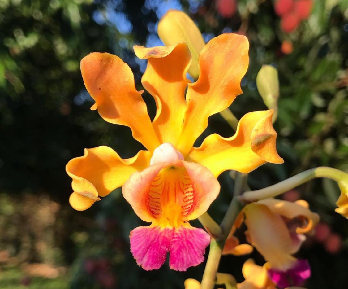 Myrmecophila Pink Orchid Keychain - Orchidique