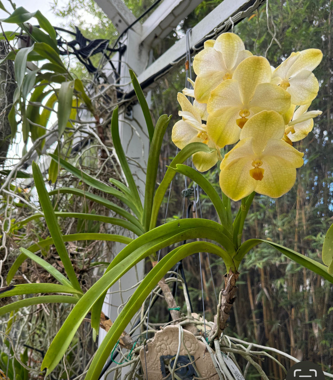 Vanda Marly Sticker