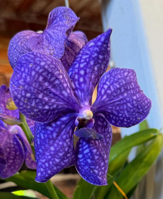 Mini Sanderiana-inspired Vanda Orchid Flower Enamel Pin
