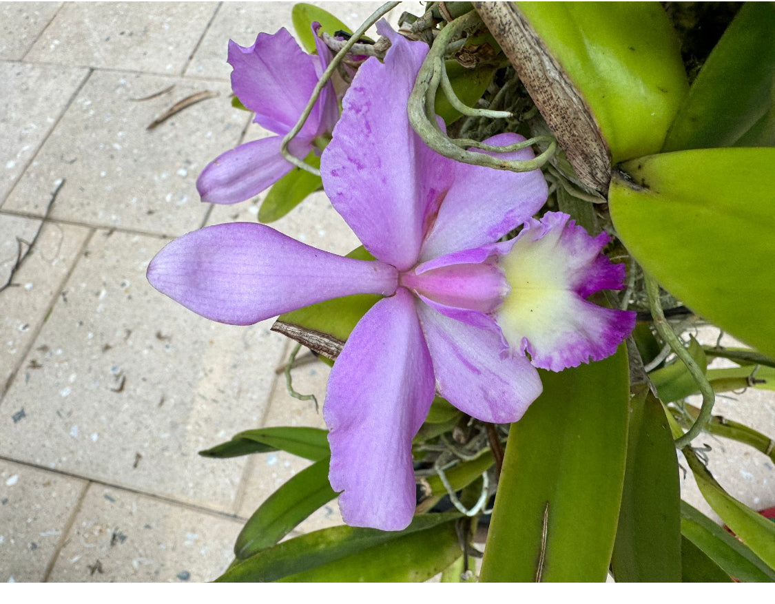 Cattleya Pink Orchid Keychain