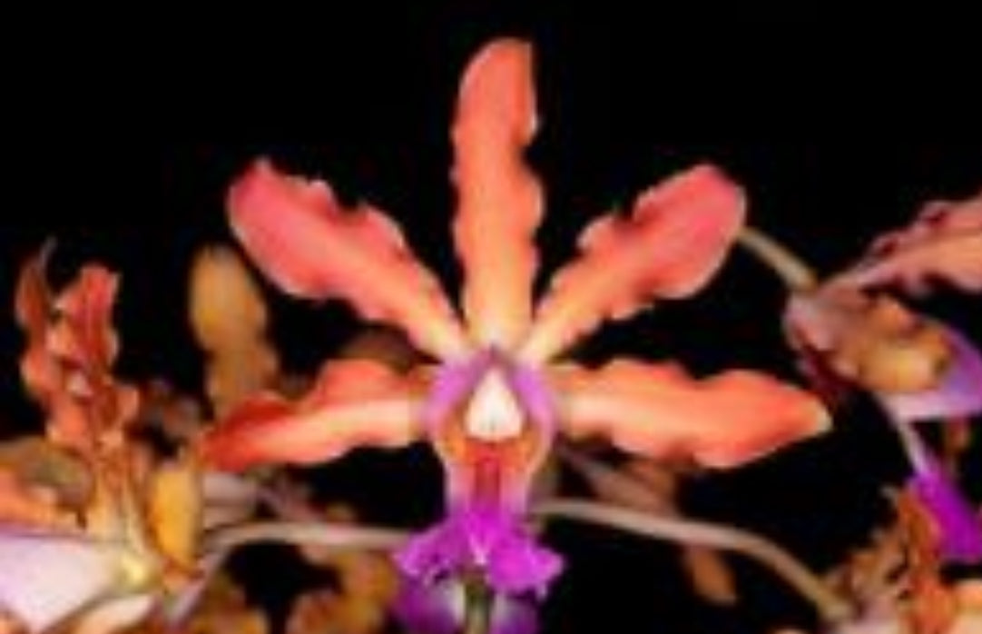 Myrmecophila Red Orchid Keychain