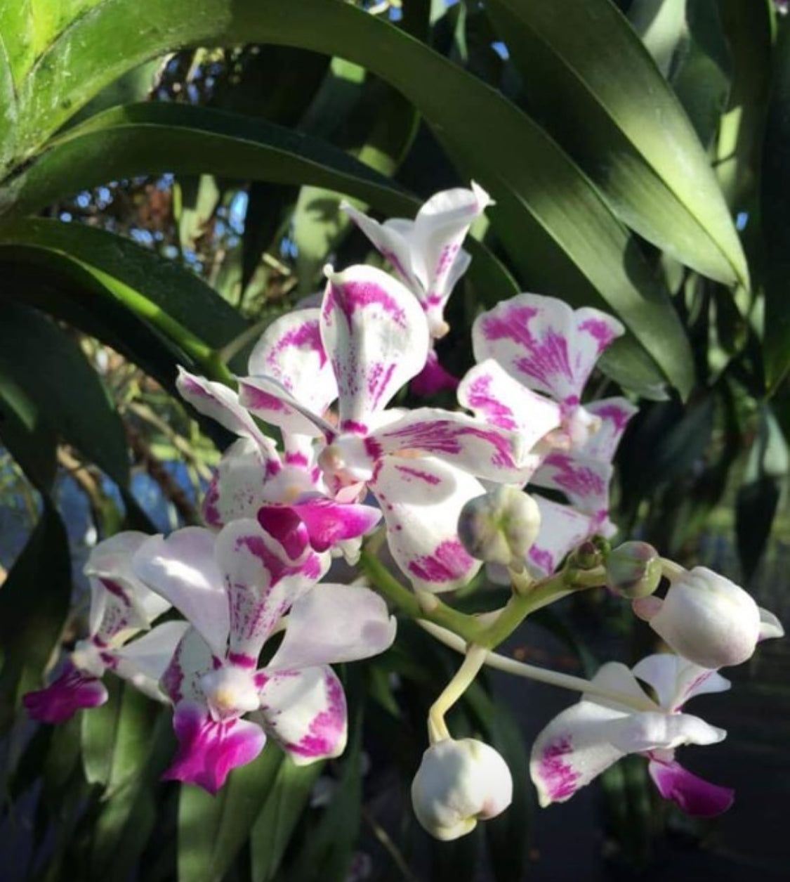 Vanda White Orchid Flower Charm for Purse - Bogg Compatible Charms