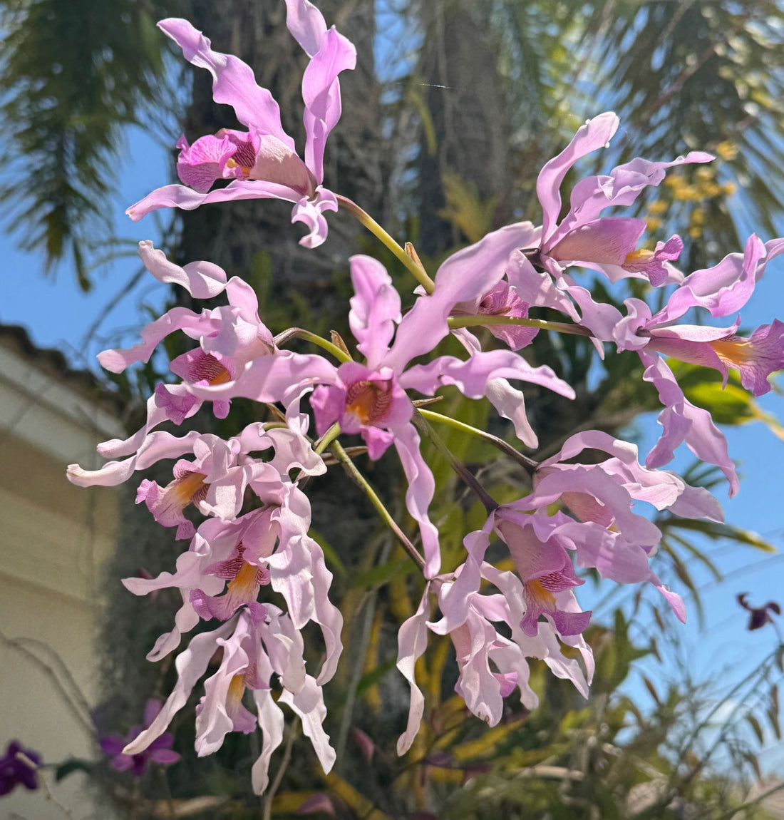 Meticulous: Schomburgkia Silver Orchid Flower Dangle Earrings - Orchidique