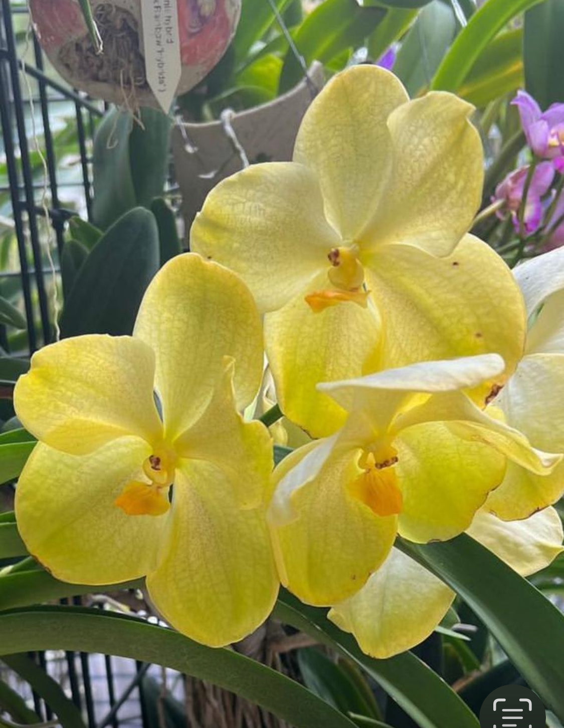 Vanda Marly Sticker