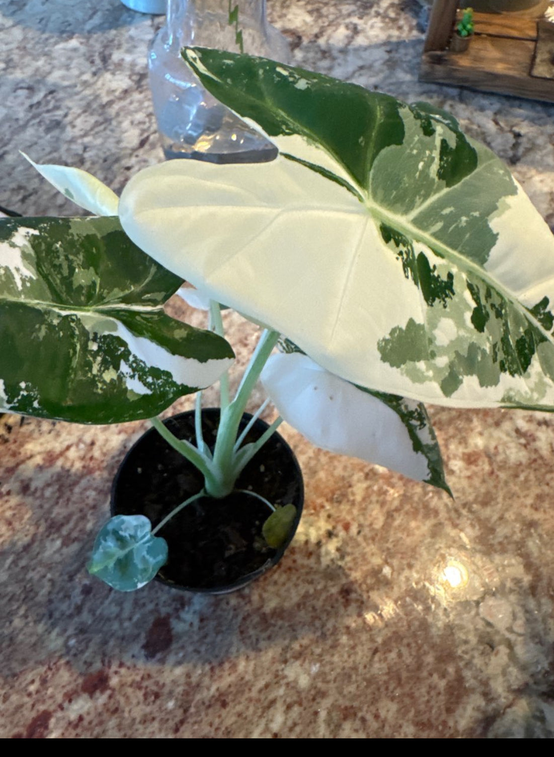 Alocasia Frydek-inspired Enamel Pin