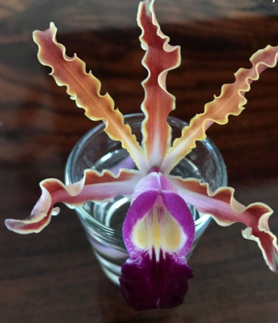 Schomburgkia Silver Orchid Dangle Earrings - Orchidique