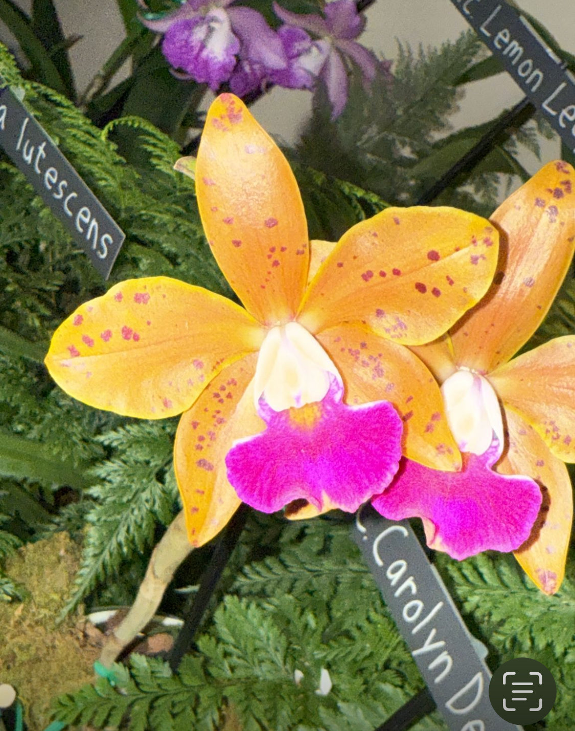 La Colombiana Collection: Rhynchomyrmeleya SunCoast Love Orchid Jewelry Set