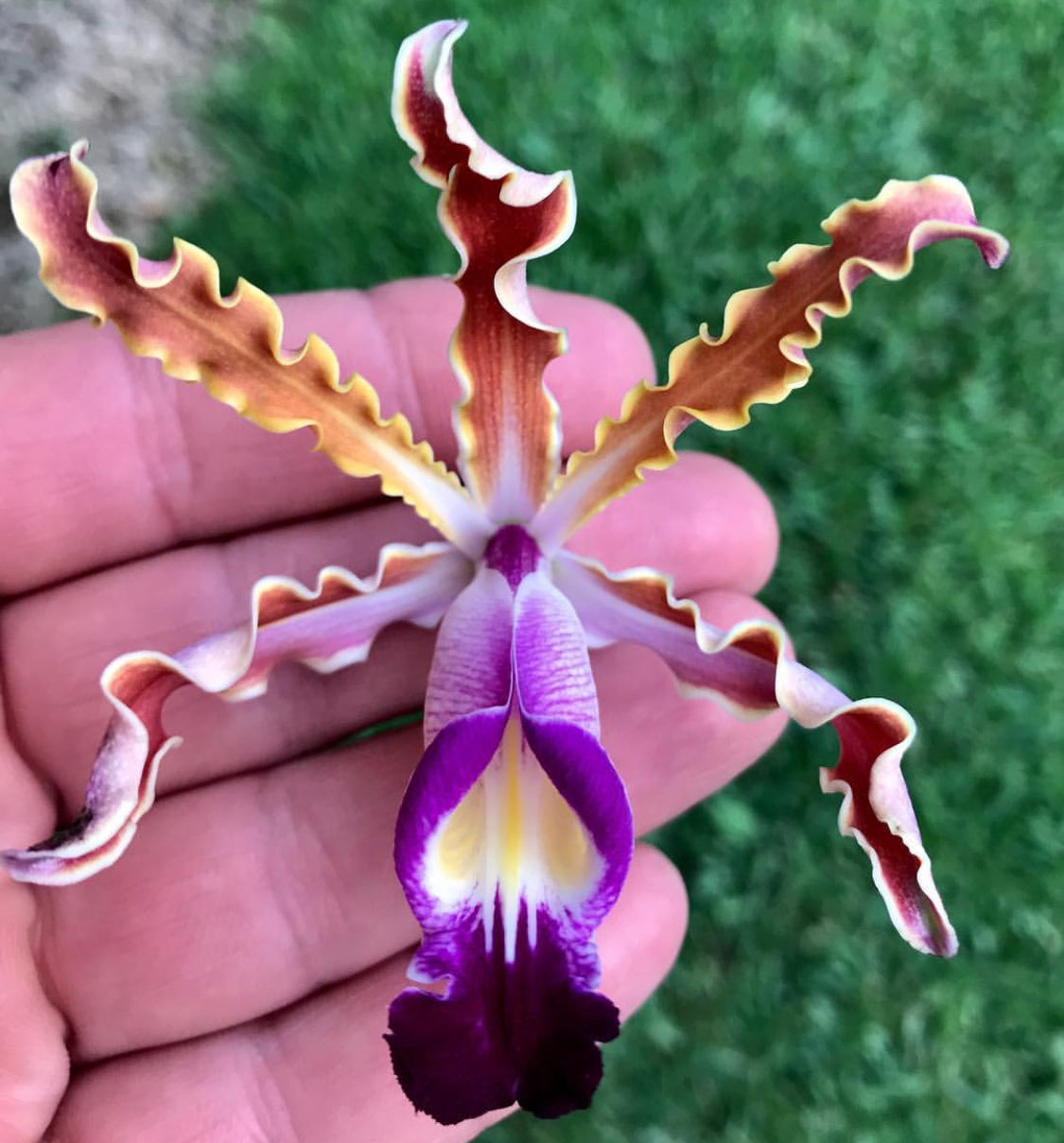 Myrmecophila Exaltata Orchid- Inspired - Waterproof Vinyl Decal Sticker