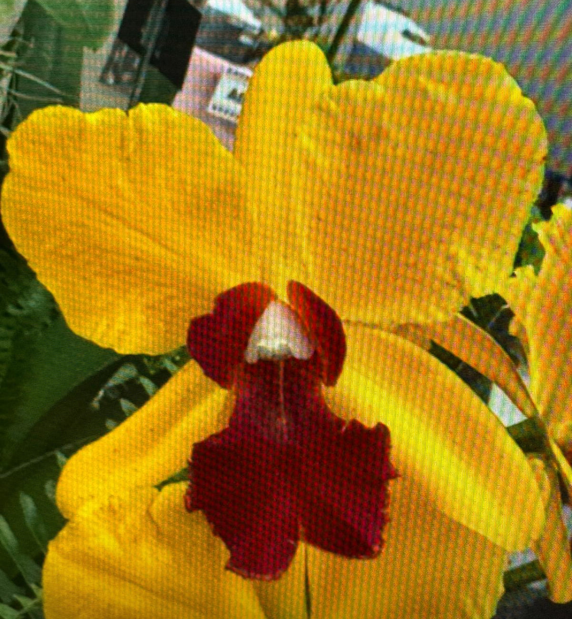 Cattleya Orchid Straw Topper - Orchidique