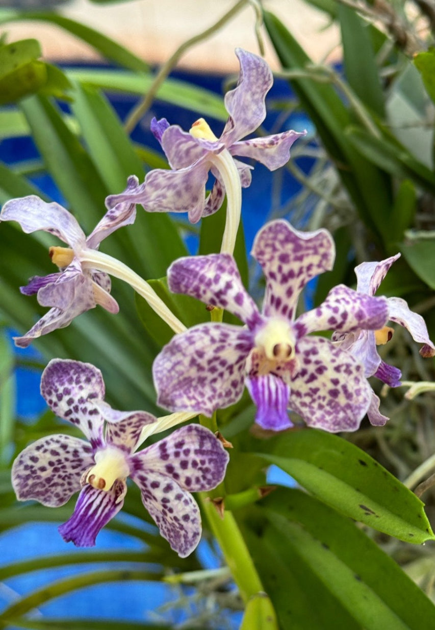 Polka Dots Wild Vanda Orchid Stud Earrings - Orchidique