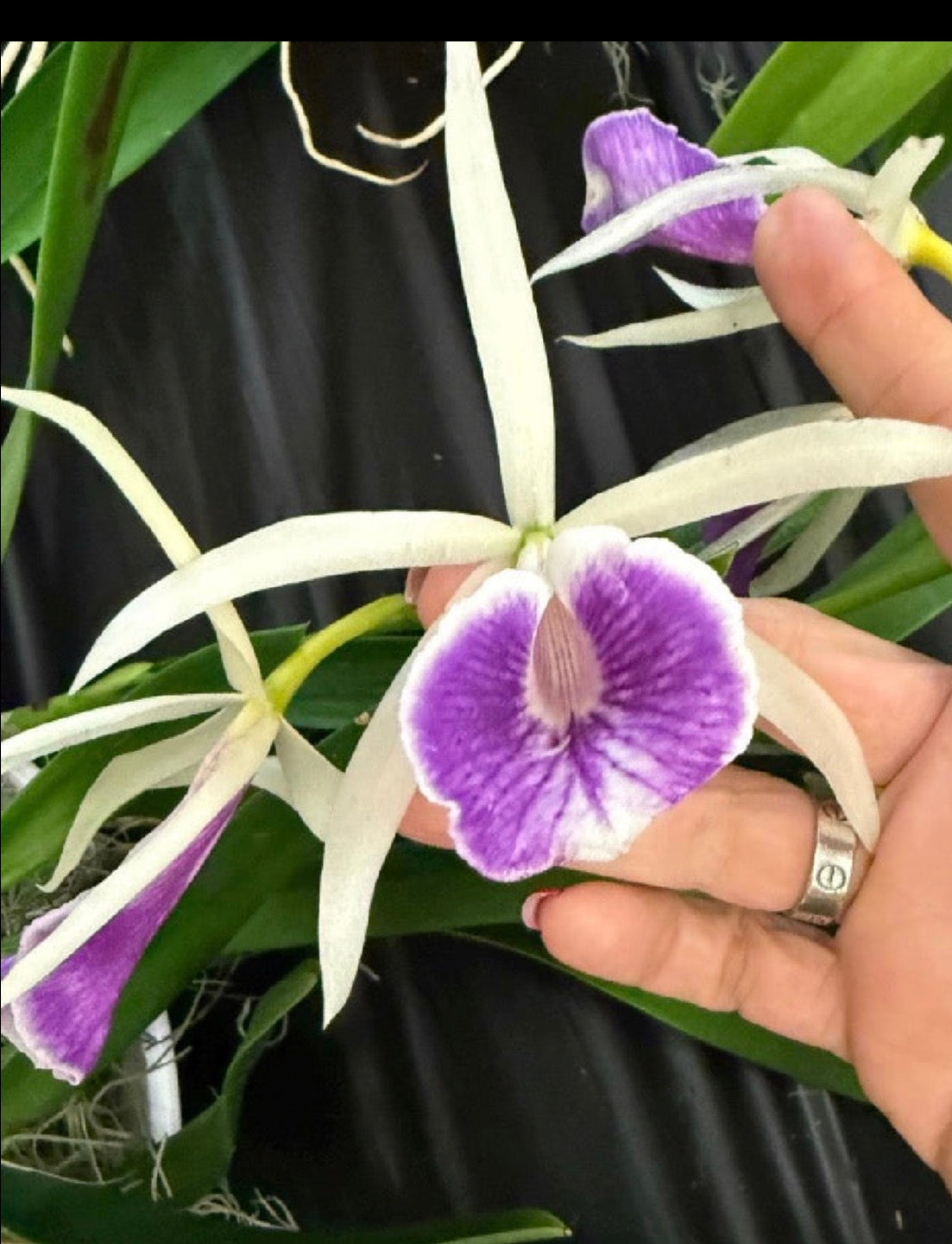 Bc Morning Glory Orchid Jewelry - Orchidique