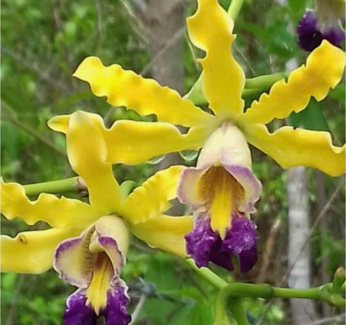 Myrmecophila Schomburgkia Orchid Flower Golf Hat Charm Marker, Red, Orange or Pink Colors - Orchidique