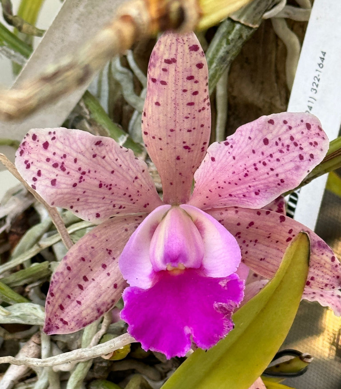 Rhyncholaeliocattleya (RLC) Collection: Pastel Pink Spotted Cattleya Orchid Set