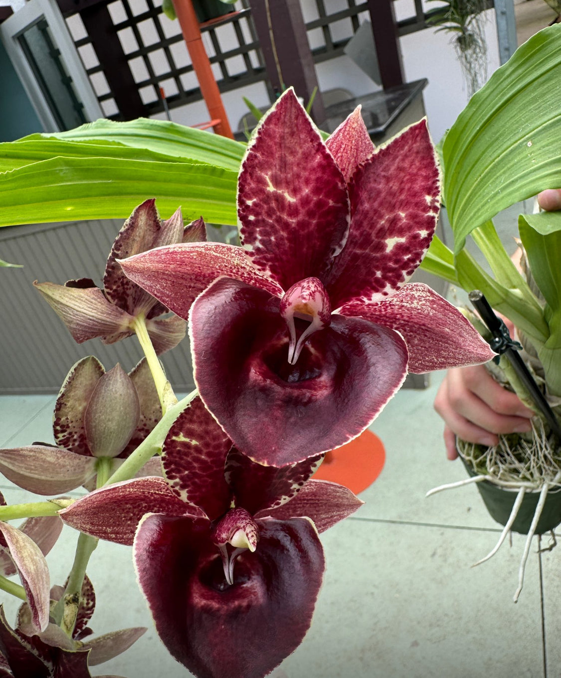 Catasetum Collection : Mel's Burgandy Red Catasetum Orchid Jewelry Set