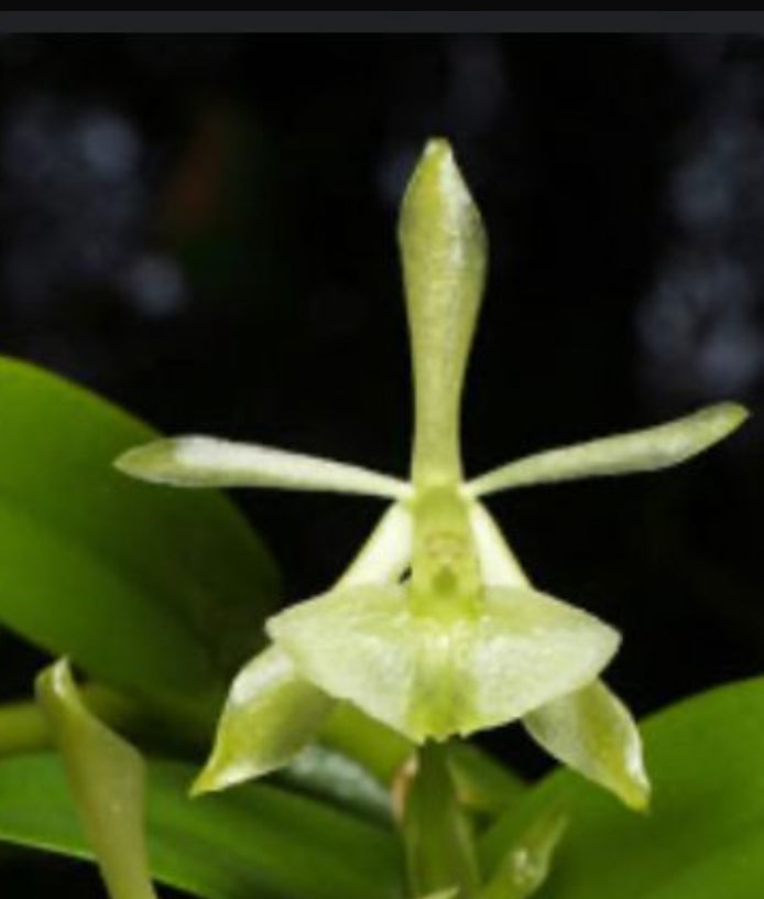 Encyclia Tampensis Collection: Gold or White Gold Orchid Jewelry