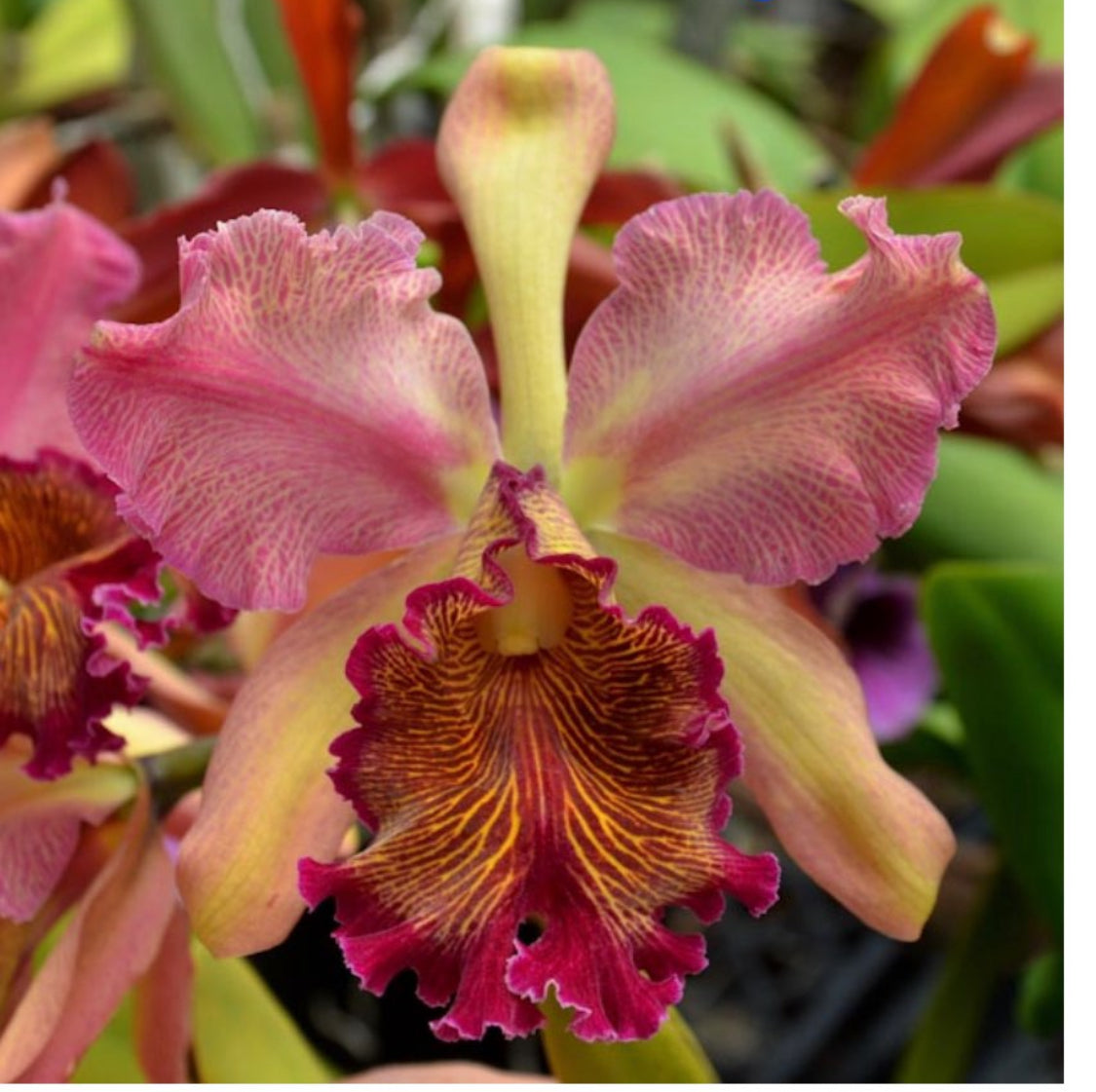 Drama Collection: Cattleya Dowiana Inspired Two Tone Orchid Pendant Necklace