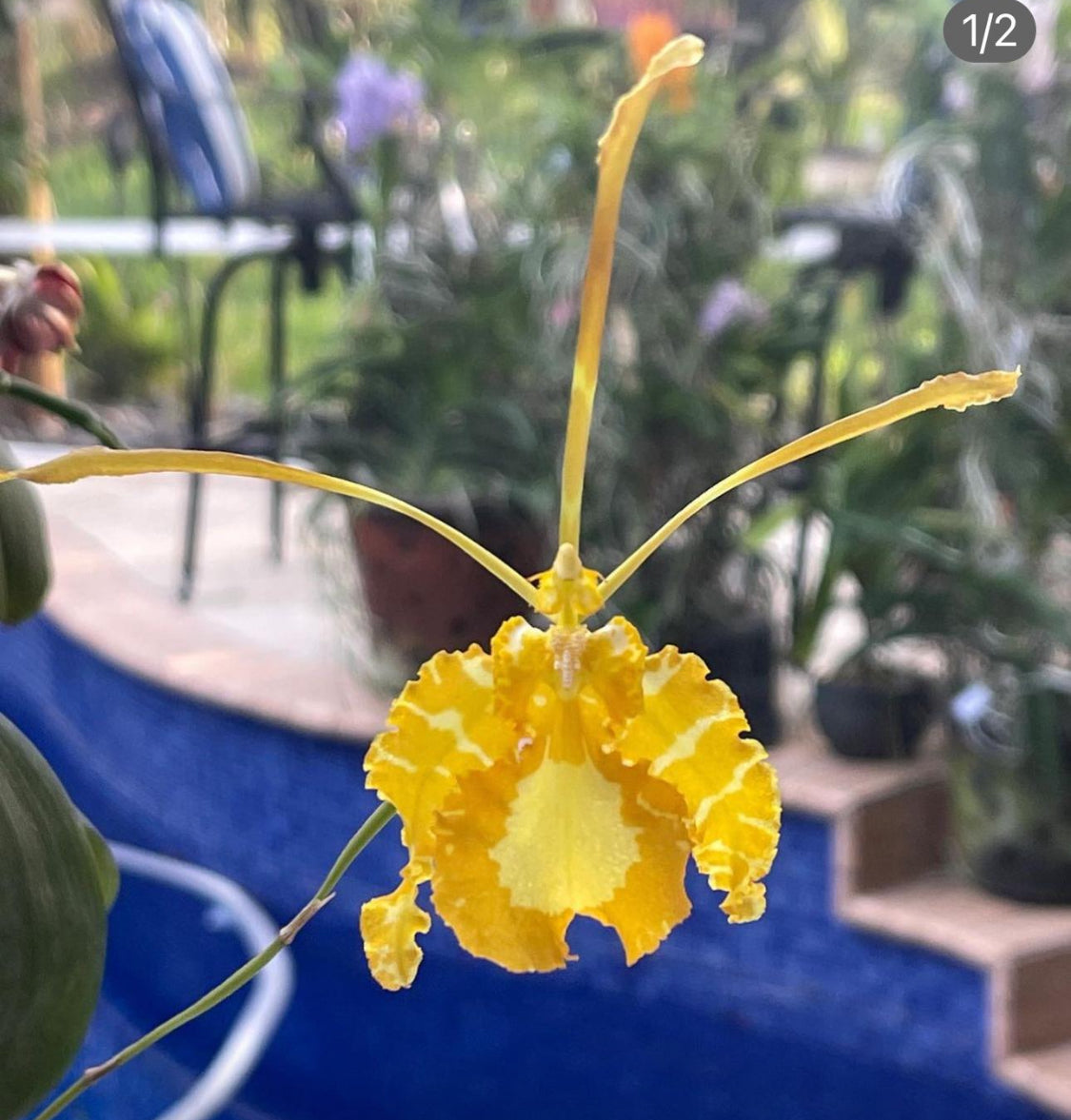 Butterfly Orchid Flower Charm for Purse - Bogg Compatible Charms