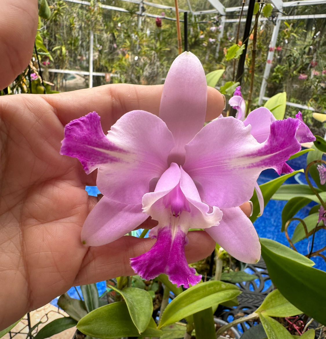 Cattleya Orchid Shoe Charms for Crocs - Orchidique