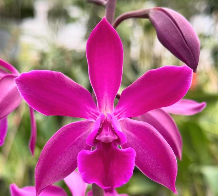 Harmony Gold Collection: Etched White Gold Orchid Necklace and Earrings - Orchidique