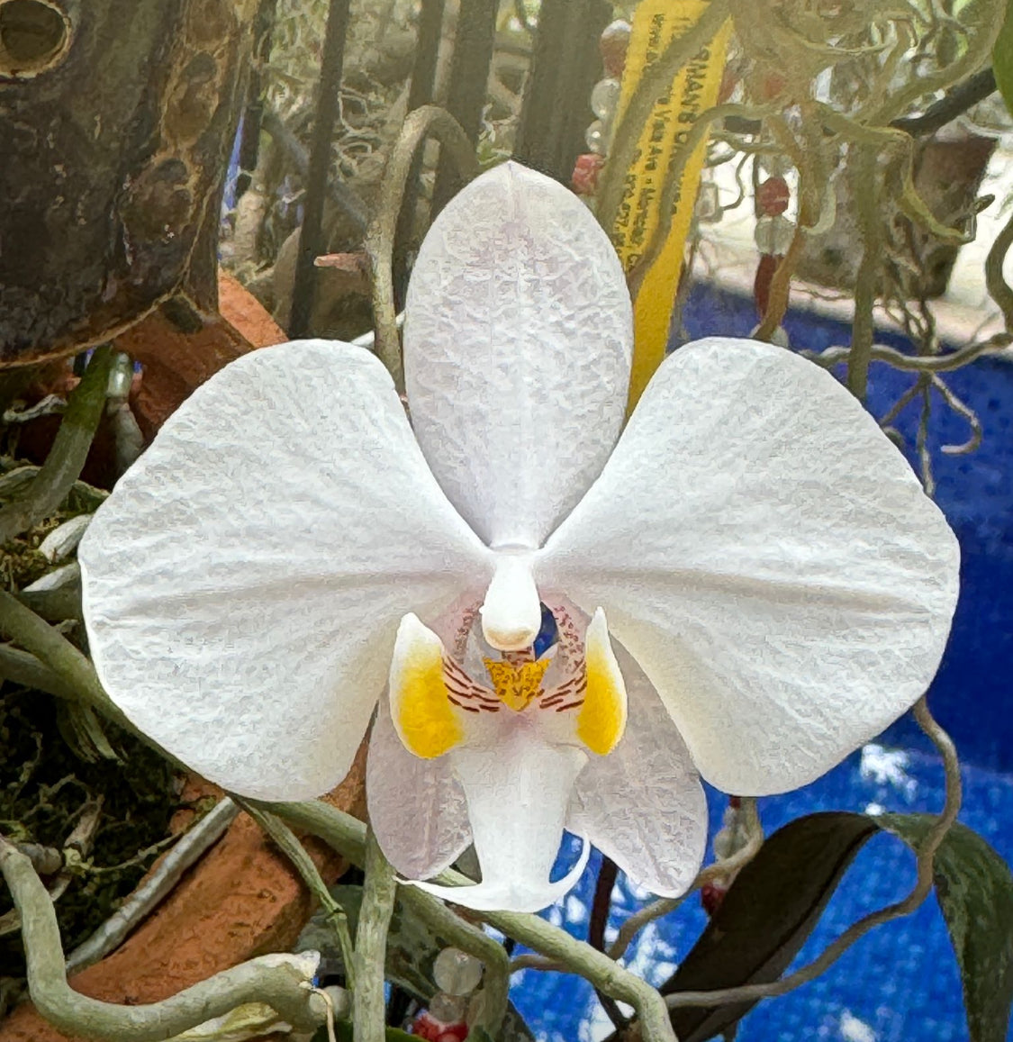 Whispers Glow Collection : White Phalaenopsis Orchid Set