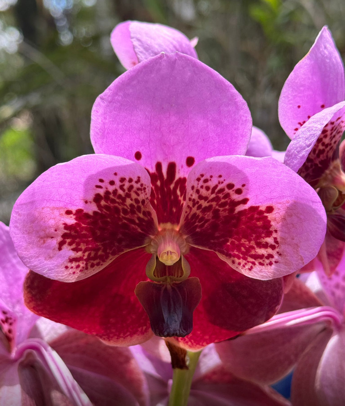 Vanda Pink Maroon Orchid Shoe Charms for Crocs - Orchidique