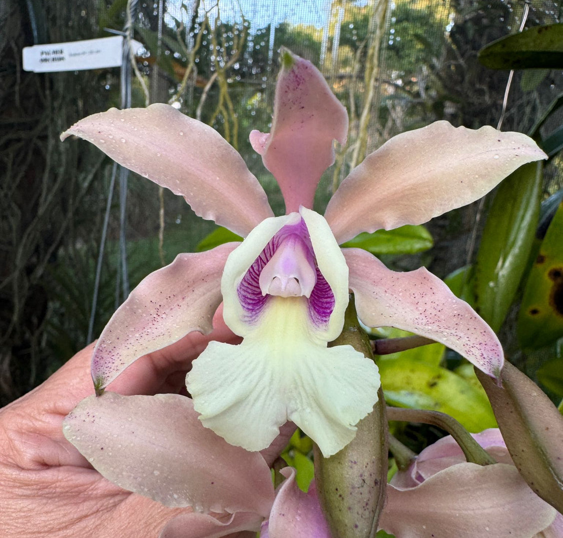Whimsical Collection: White and Pink Cattleya Orchid Earrings - Orchidique