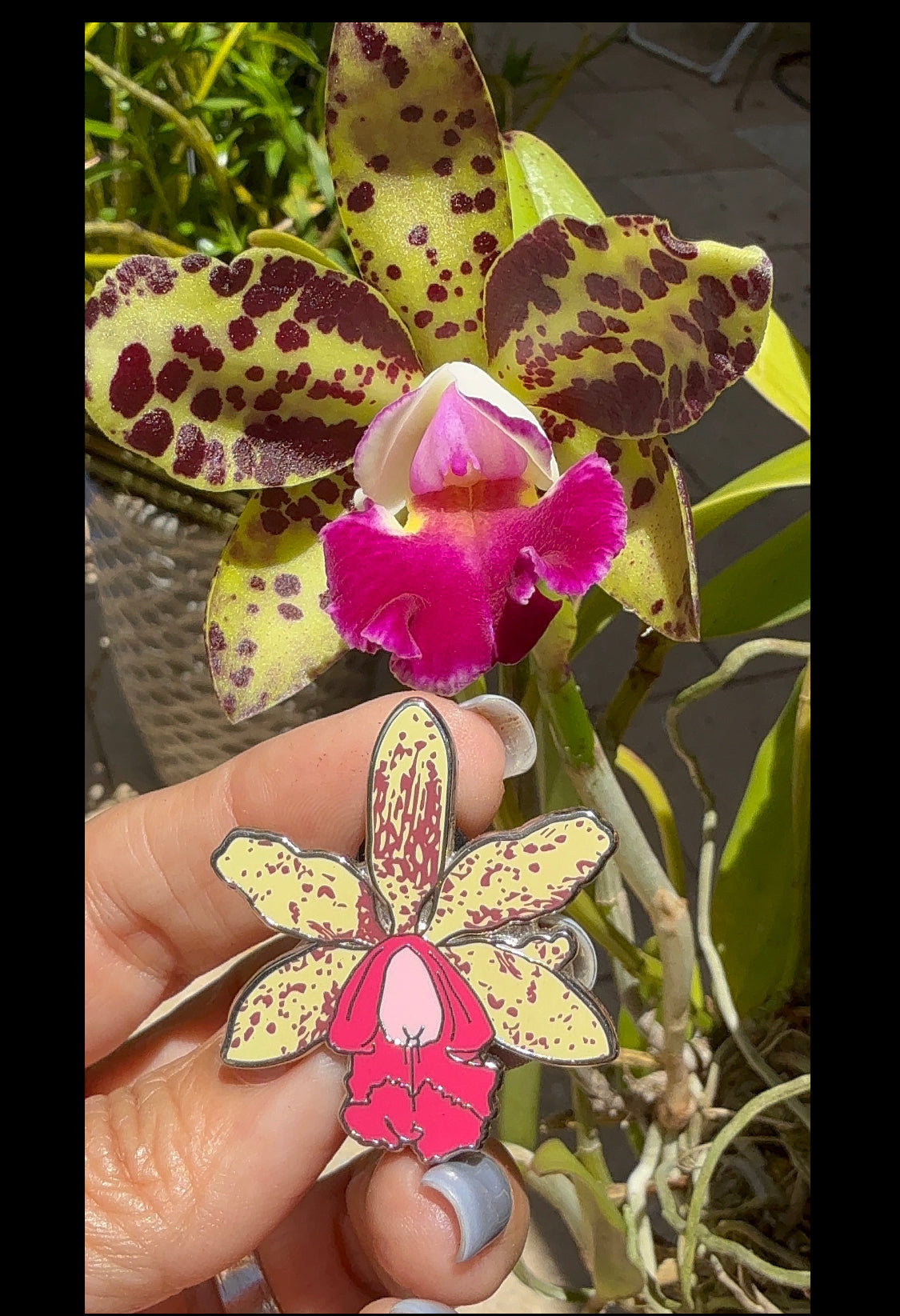 Cattleya loddigesii- inspired Orchid Flower Enamel Pin β’ Lime Spotted Floral Pin Collector Item