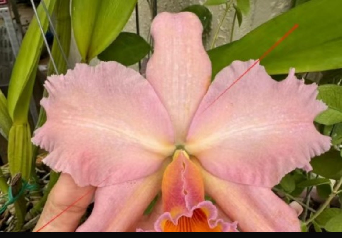 Drama Queen Cattleya Flower Two Tone Brooch