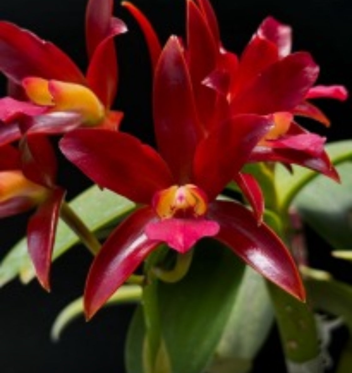 Catt Chocolate Drop Inspired Orchid Jewelry