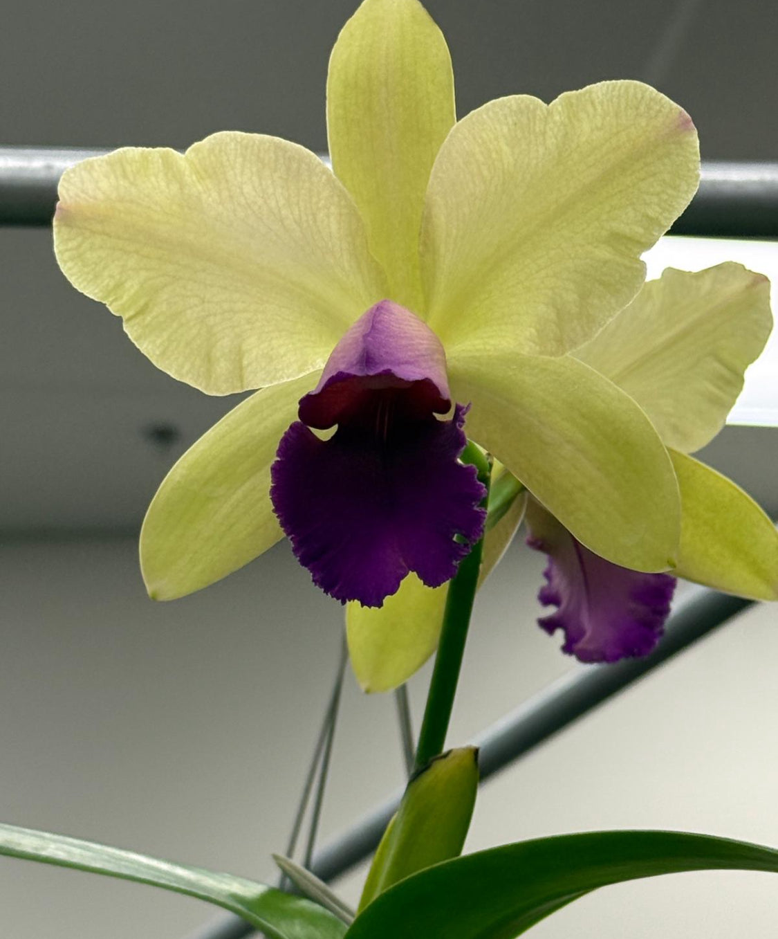La Colombiana Inspired Collection: Rlc. Toshie Aoki 'Pizzazz' Orchid Jewelry Set
