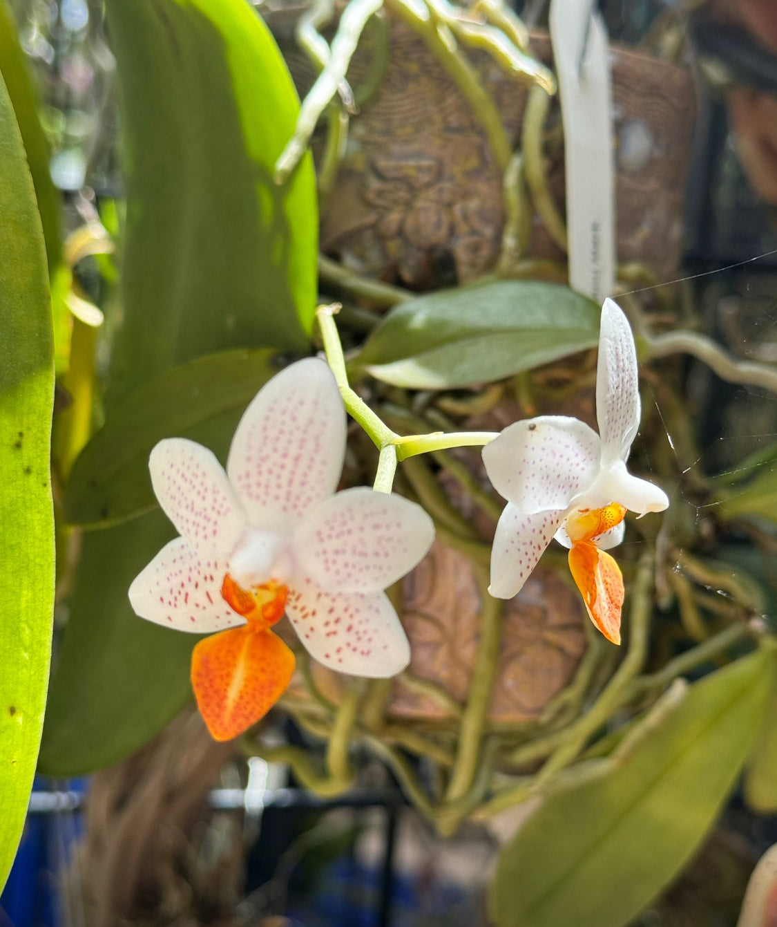 The Phalaenopsis Novelty Collection: Mini M Gold Orchid Stud Earrings - Orchidique