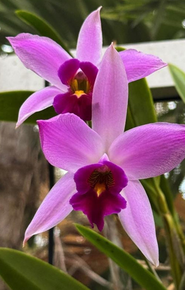Double Laelia Enamel Pin- Orchid Flower Enamel Pin