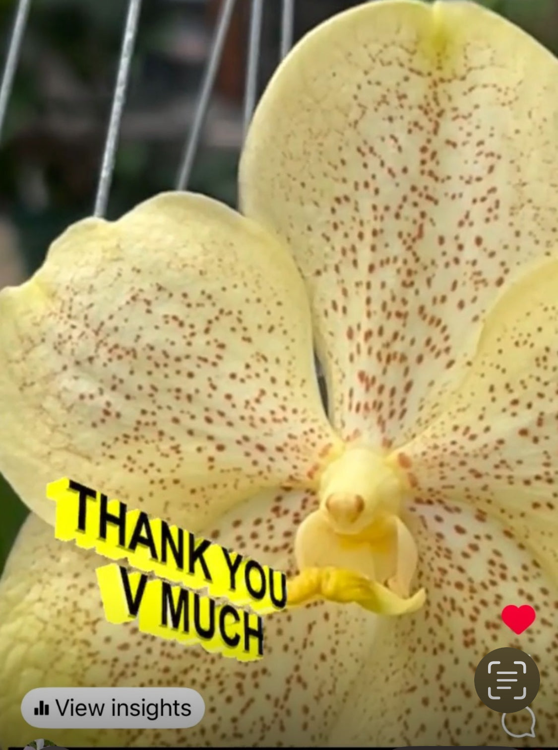 Vanda Marly Sticker