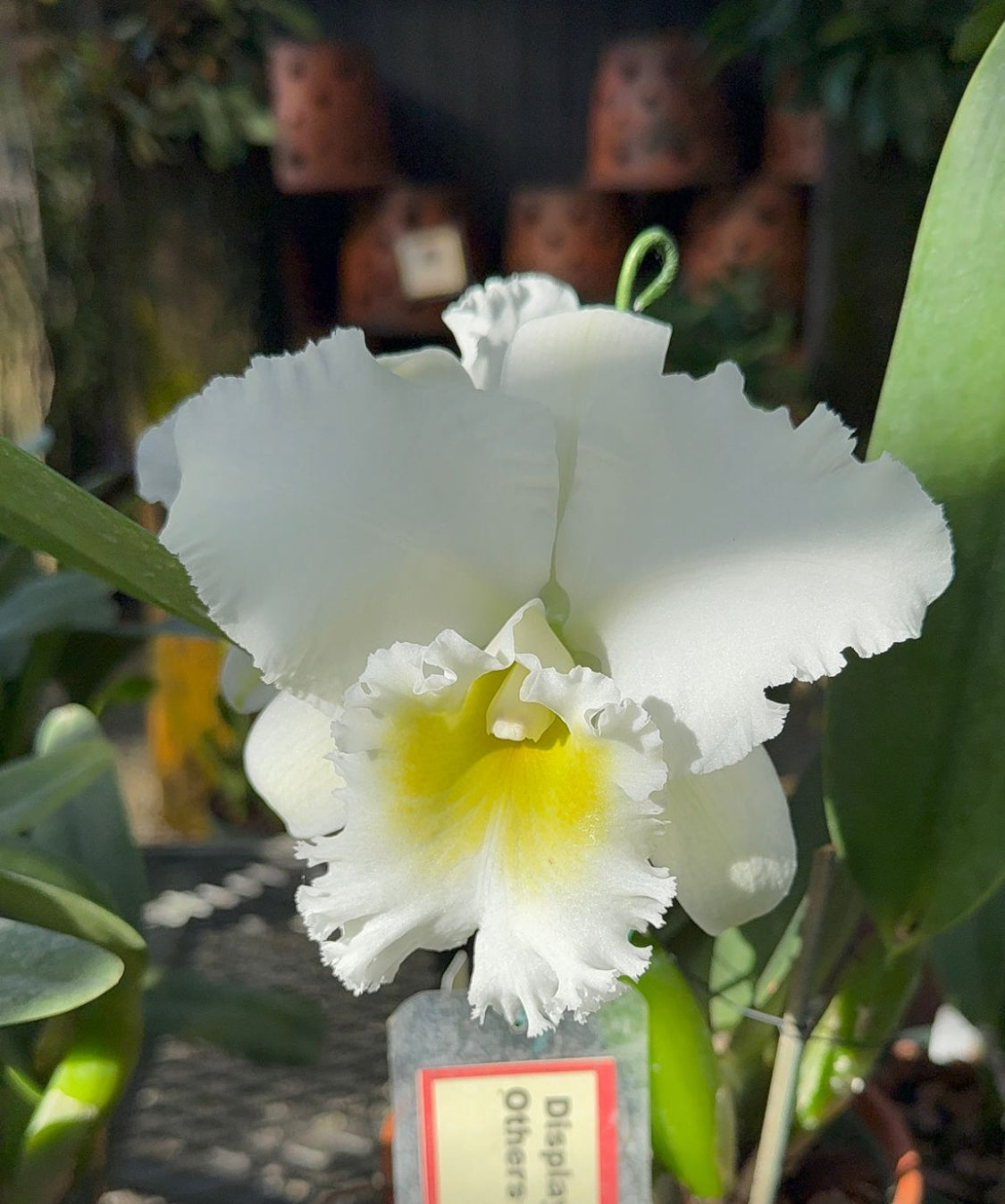 The Hawaiian Collection: Brassolaeliocattleya Orchid Earrings • White Orchid Earrings
