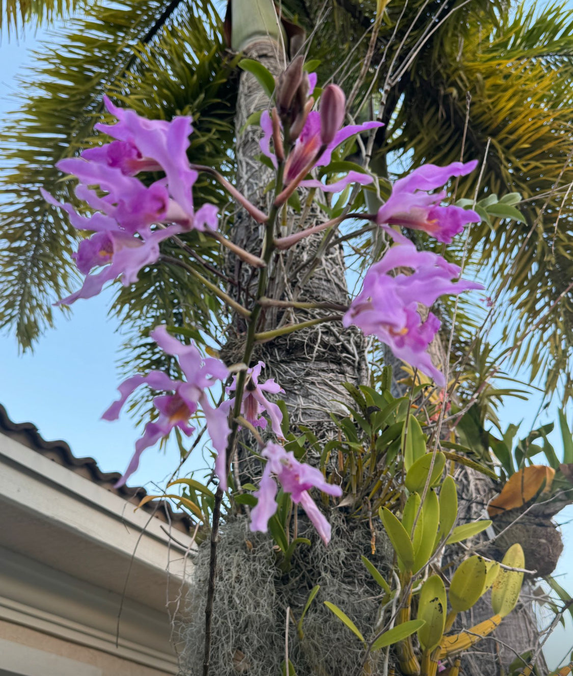 Schomburgkia-inspired Orchid Flower Enamel Pin