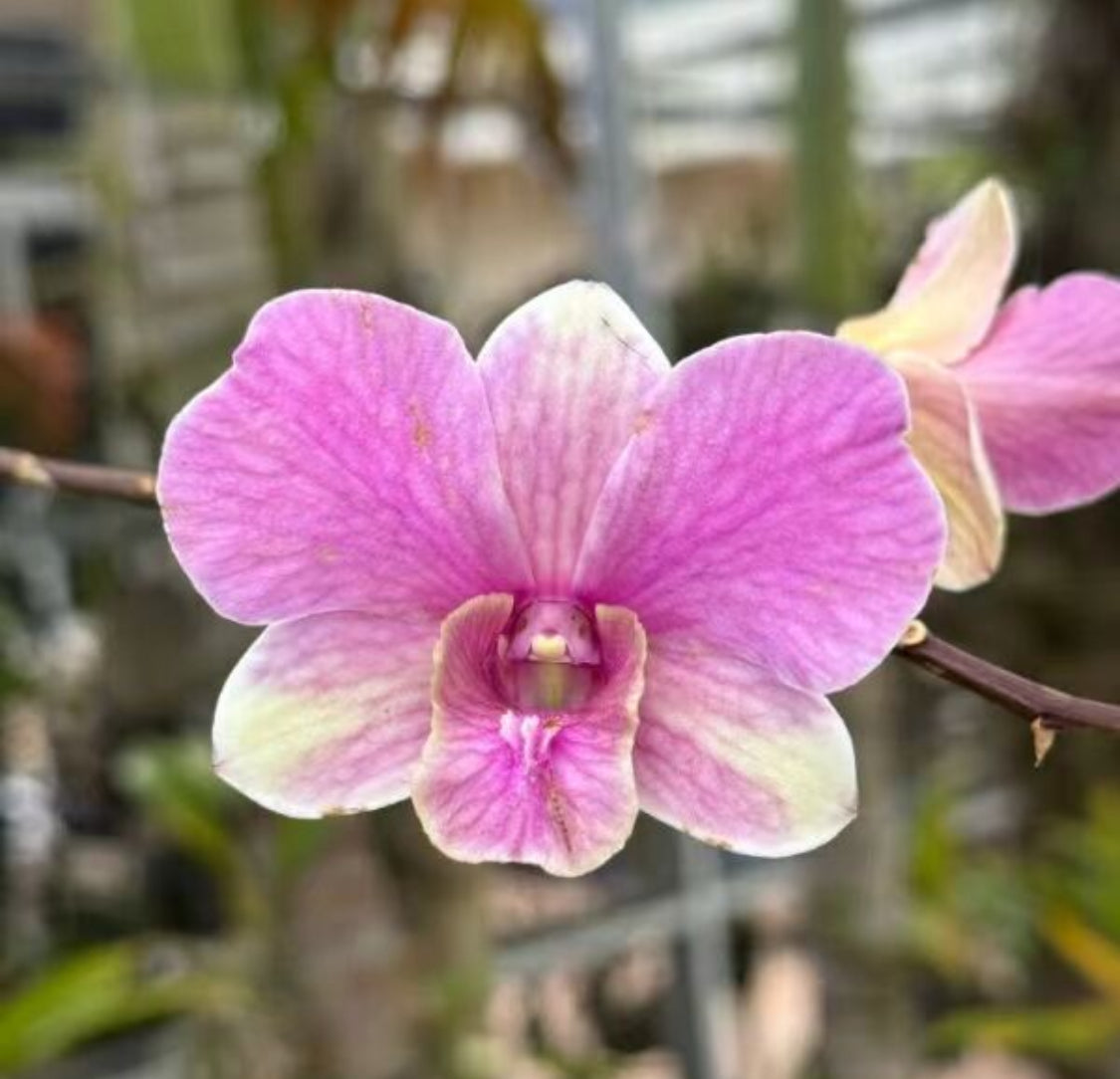 Dendrobium Orchid Flower Earrings •Rose Gold - Orchidique