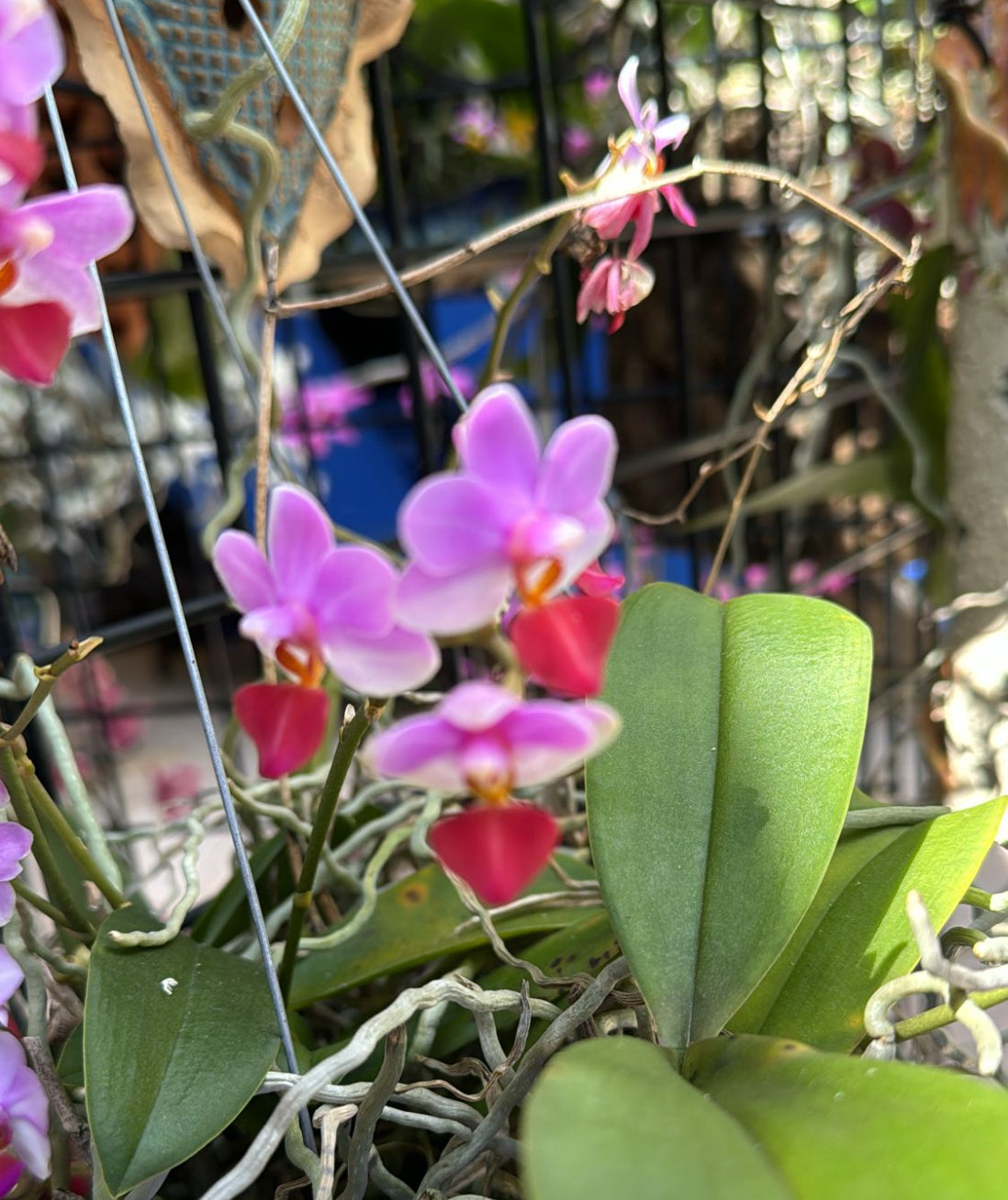 Phalaenopsis Inspired from my Cutie Angel Orchid Keychain - Orchidique