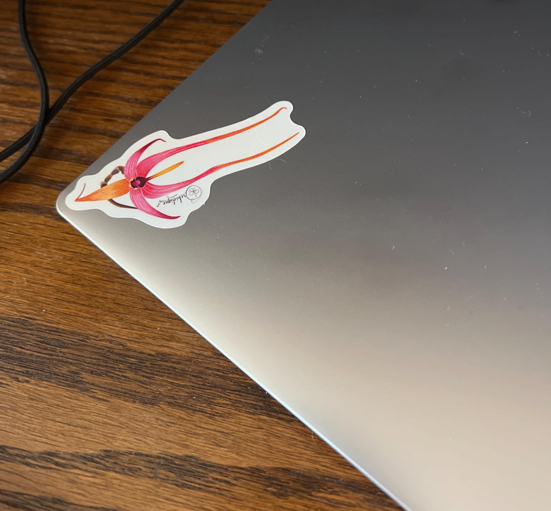 Bulb Echinolabium Orchid Sticker