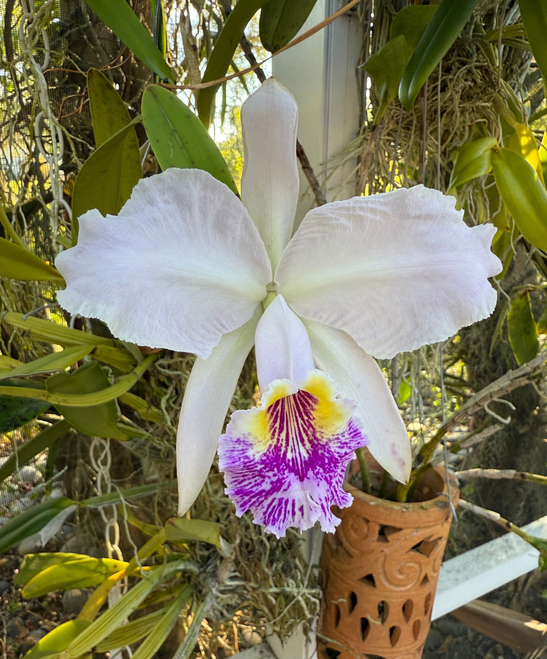 Purple lueddemanniana-Inspired Orchid Flower Enamel Pin - Orchidique
