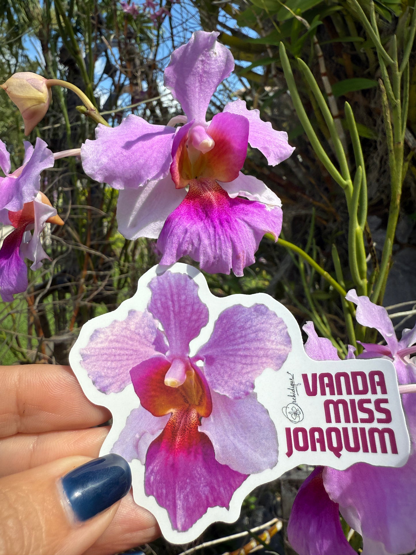 Miss Joaquim Sticker